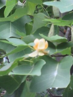 シナユリノキ-花12