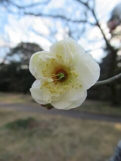 ウメげ月宮殿-花77