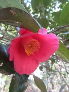 ツバキF110305a-10