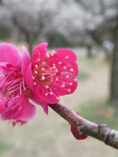 ウメべ紅千鳥-花028