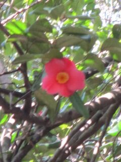 ツバキF100405d-02