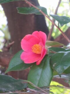 ツバキF110407-008