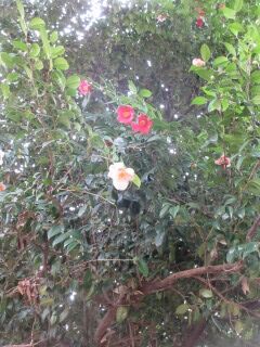 ツバキF150110-012