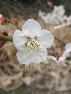 ウメし白加賀-花067