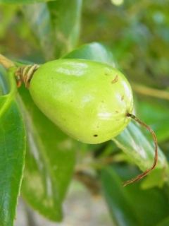 ツバキとサザンカの実の毛 好奇心の植物観察 ツバキとサザンカの実の毛 好奇心の植物観察
