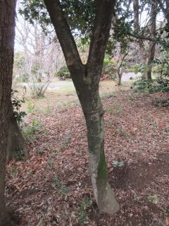 ツバキF160301b-pj01