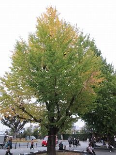 銀杏の実を実らせるイチョウの枝の黄葉は早く進む : 好奇心の植物観察