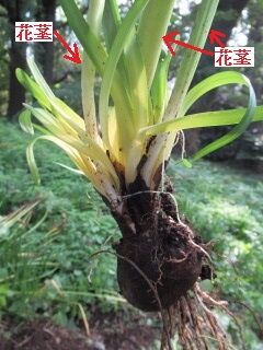 B球形023花茎3本？