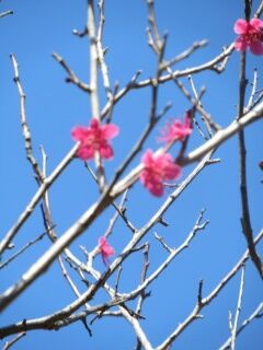 ウメひ緋梅-花055