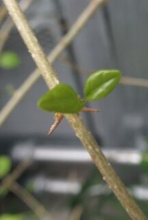 キバナヨウラクカズラ-C枝001s