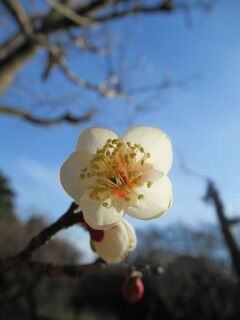 ウメせ雪月花-花59