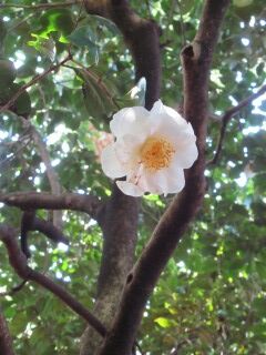 ツバキし白拍手-花020