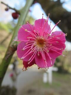 ウメお大盃-花092