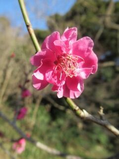 ウメく黒雲-花097