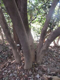 ツバキF110305b-幹02