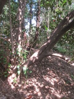 ツバキF100508-pj01