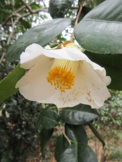 ツバキF150510b-11