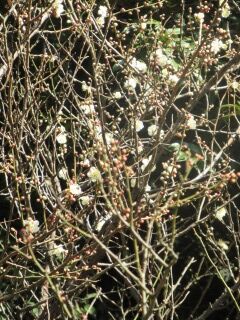 ウメつ月の桂-花066