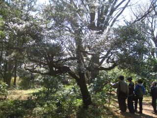 木ままに 好奇心の植物観察