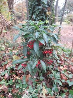 マンリョウ・カリン01