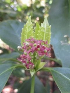白い花のアオキ 好奇心の植物観察 白い花のアオキ 好奇心の植物観察
