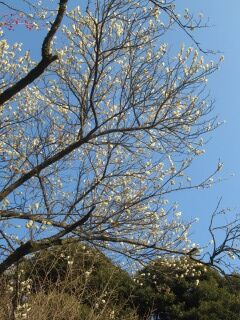 ウメち長寿-花163