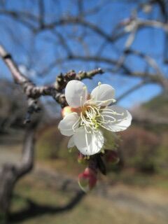 ウメつ月影枝垂-花38