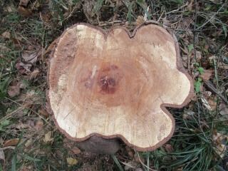 木ままに 好奇心の植物観察