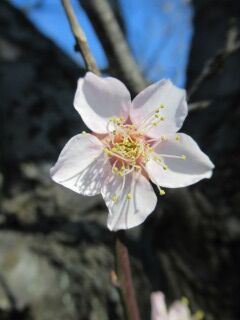 ウメこ紅冬至03