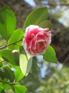 ツバキひ光源氏-花050