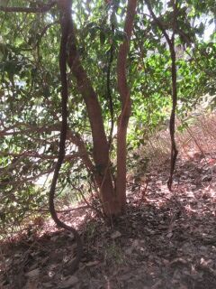 ツバキF110702-pj01