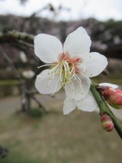ウメつ月影枝垂-花042