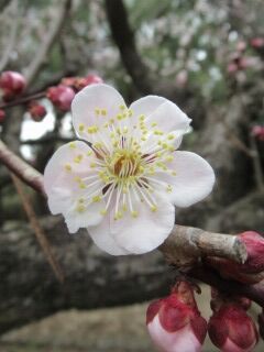 ウメそ滄溟の月-花017