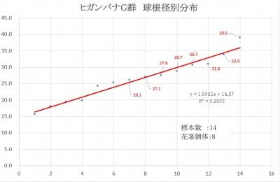 ヒガンバナG群　球根径別分布