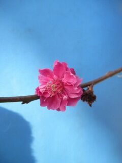 ウメく黒雲-花111