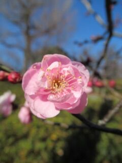ウメみ未開紅03
