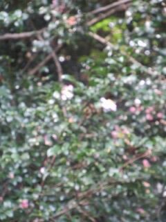 サザンカE141008b-花11