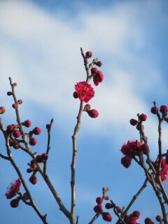 ウメさ佐橋紅-花038