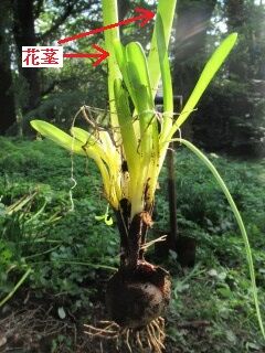 B球形027花茎2本