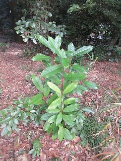 マテバシイにも異形葉発現 好奇心の植物観察