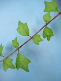 キバナヨウラクカズラ-G枝008