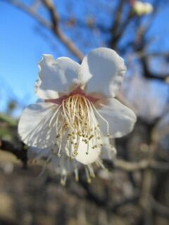 ウメと冬至06