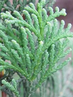 スギとヒノキを見分ける 好奇心の植物観察