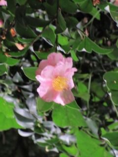 サザンカE141008b-花07