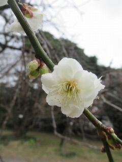 ウメつ司枝垂-花004