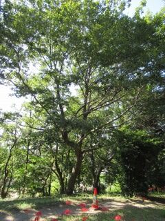 村上緑地公園　八千代市003