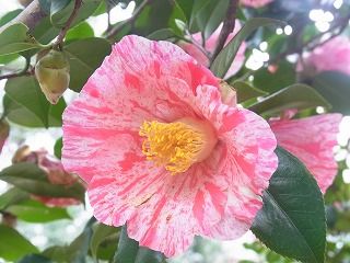 椿の花弁の模様 絞り 好奇心の植物観察