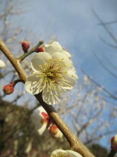 ウメう鶯の谷-花072