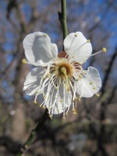 ウメち中国野梅01