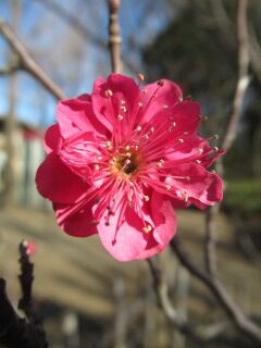 ウメか鹿児島紅05